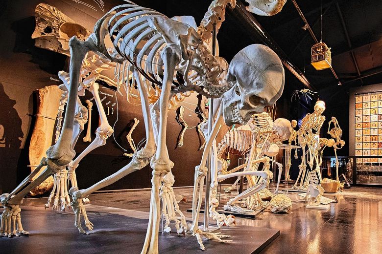 Menschliche Skelette in verschiedenen Positionen sind in einem grossen Raum ausgestellt.