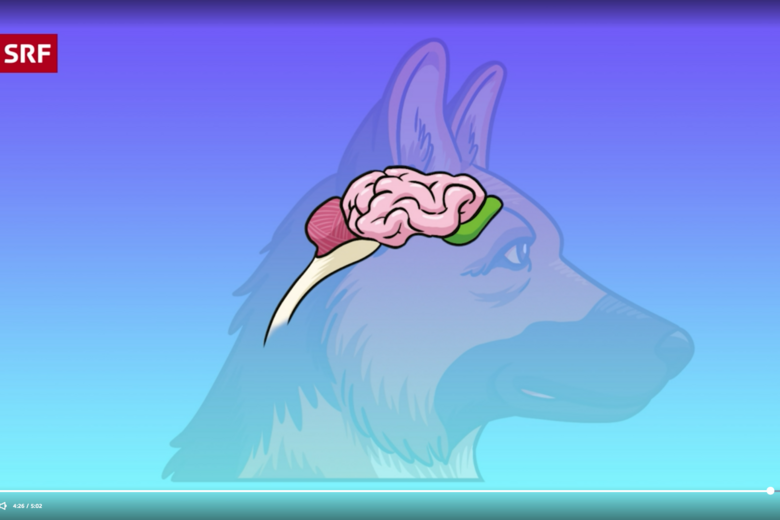 Der Screenshot zeigt die vereinfachte Illustration eines Hundes, dessen Gehirn farblich hervorgehoben ist. 