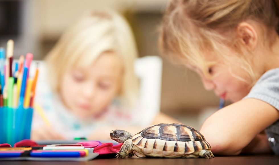 Schulkinder mit Schildkröte