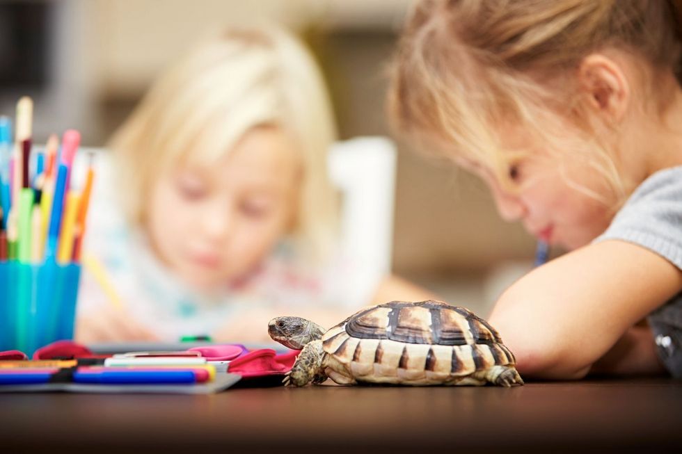 Schulkinder mit Schildkröte