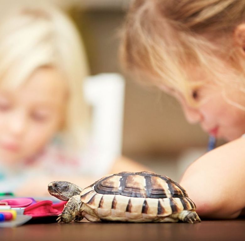 Schulkinder mit Schildkröte