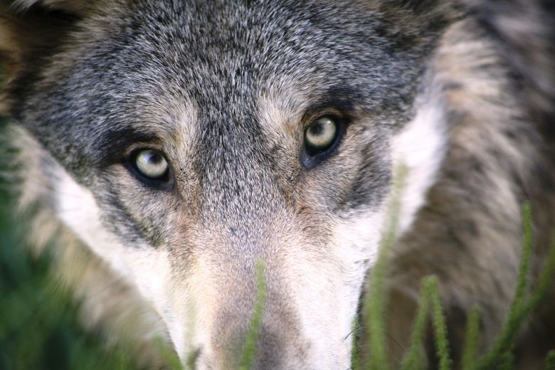 Ein Wolf steht im hohen Gras.