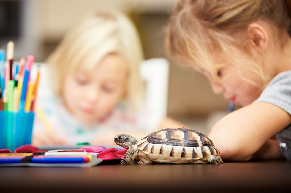 Schulkinder mit Schildkröte