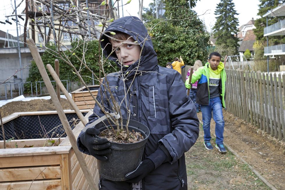 Ein Schüler in Regenjacke trägt einen Blumentopf mit einem zu pflanzenden Strauch in den Händen. Foto: Roger Wehrli