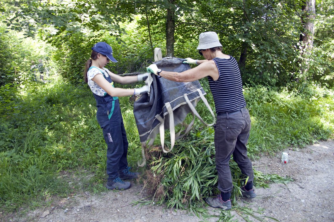 Eine Schülerin kippt einen Plastikbeutel voller entfernter Goldrutenstauden auf den Boden. 