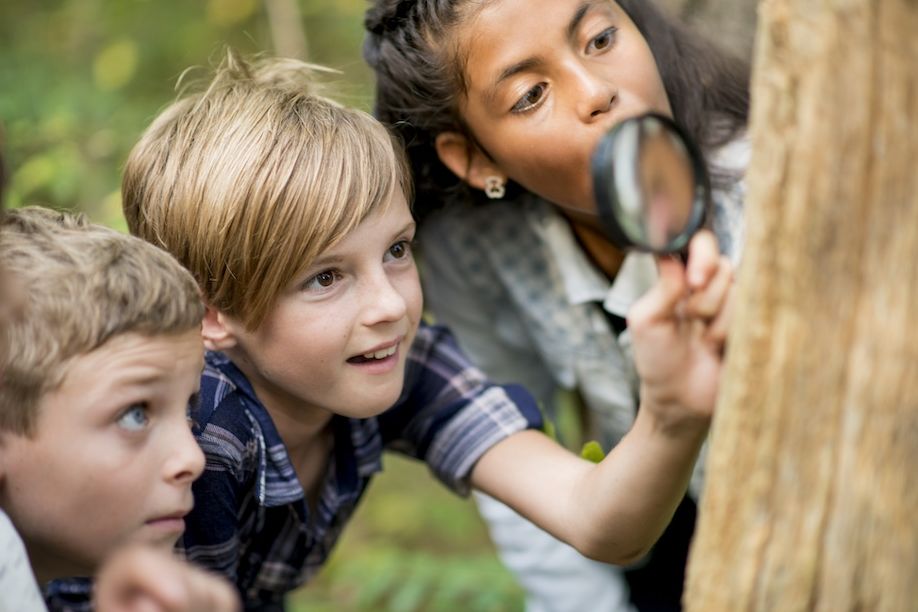 Kinder nehmen den Wald unter die Lupe.