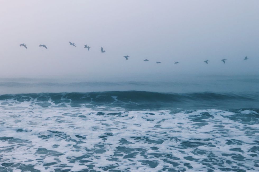 Vögel fliegen über dem nebligen Meer.