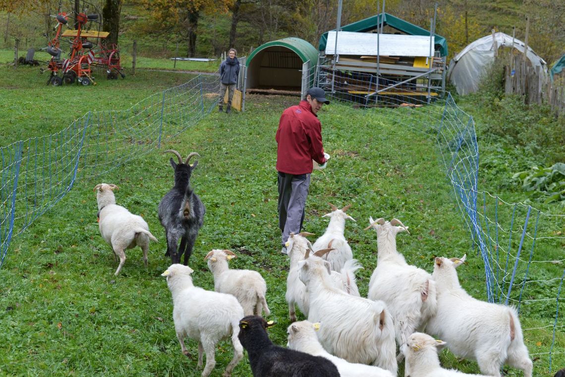 junger Mann lockt Schafe und Ziegen in einen Unterstand