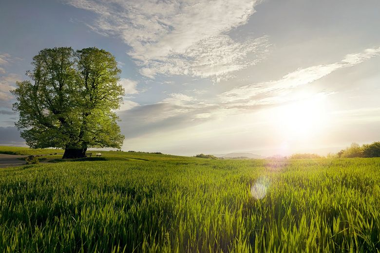 Aargau Tourismus Am Horizont befindet sich ein Baum. Die Sonne geht unter.