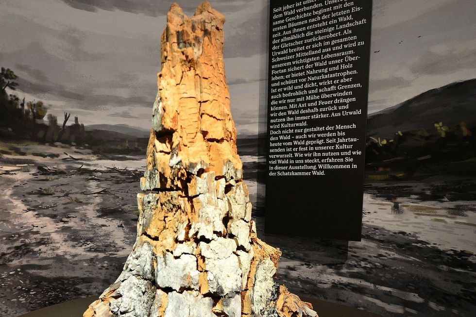 Ein alter, trockener Baumstumpf steht im Museum Burghalde vor dem Foto einer Landschaft.