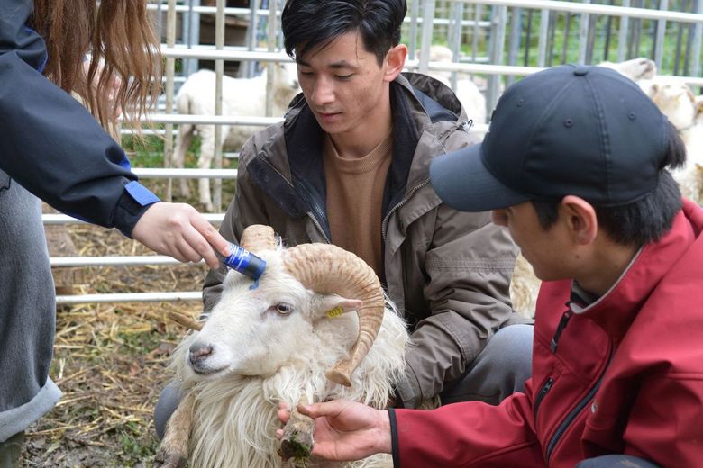 zwei junge Männer halten ein Schaf. Eine Frau kennzeichnet es mit einem blauen Stift auf der Stirn
