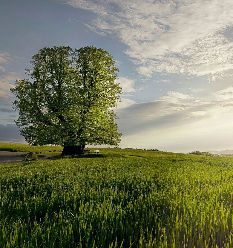 Am Horizont befindet sich ein Baum. Die Sonne geht unter.